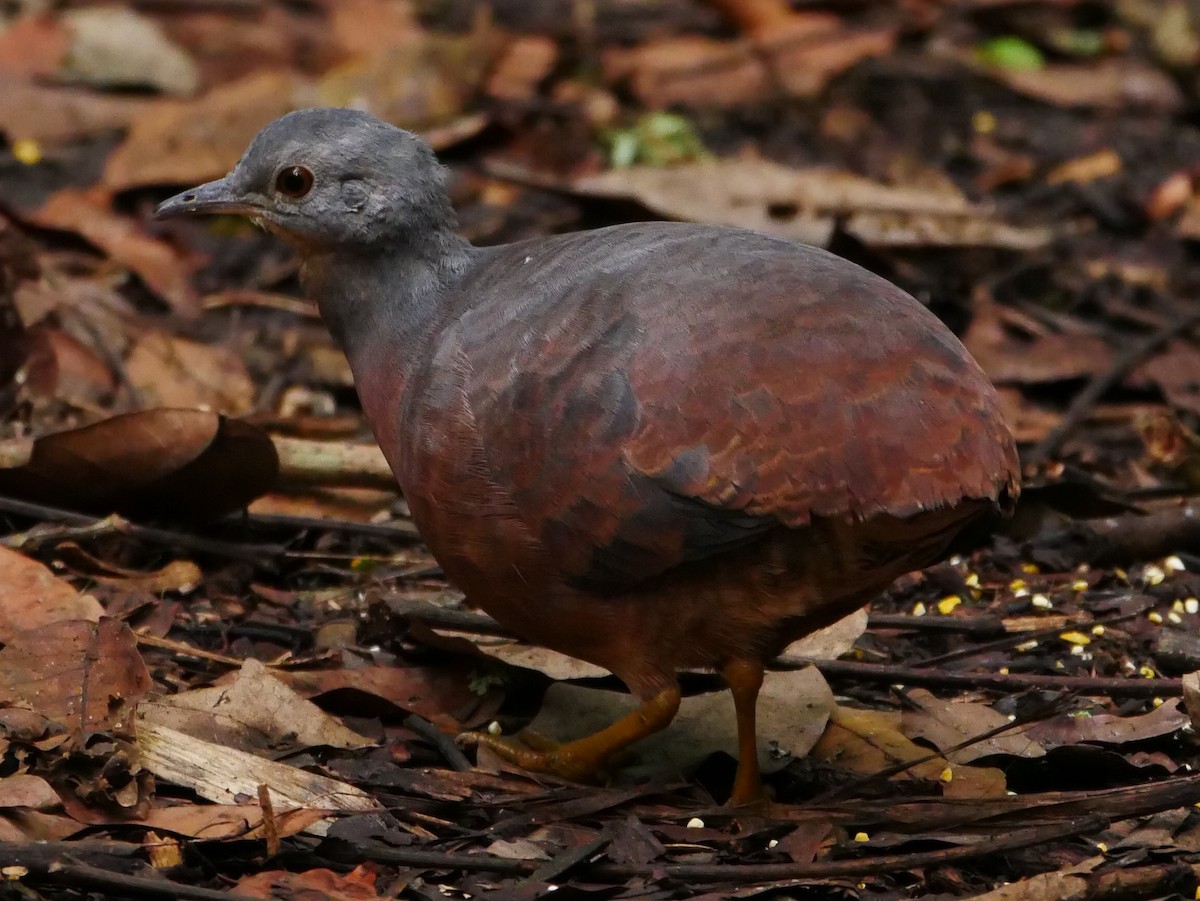 Little Tinamou - ML192595351