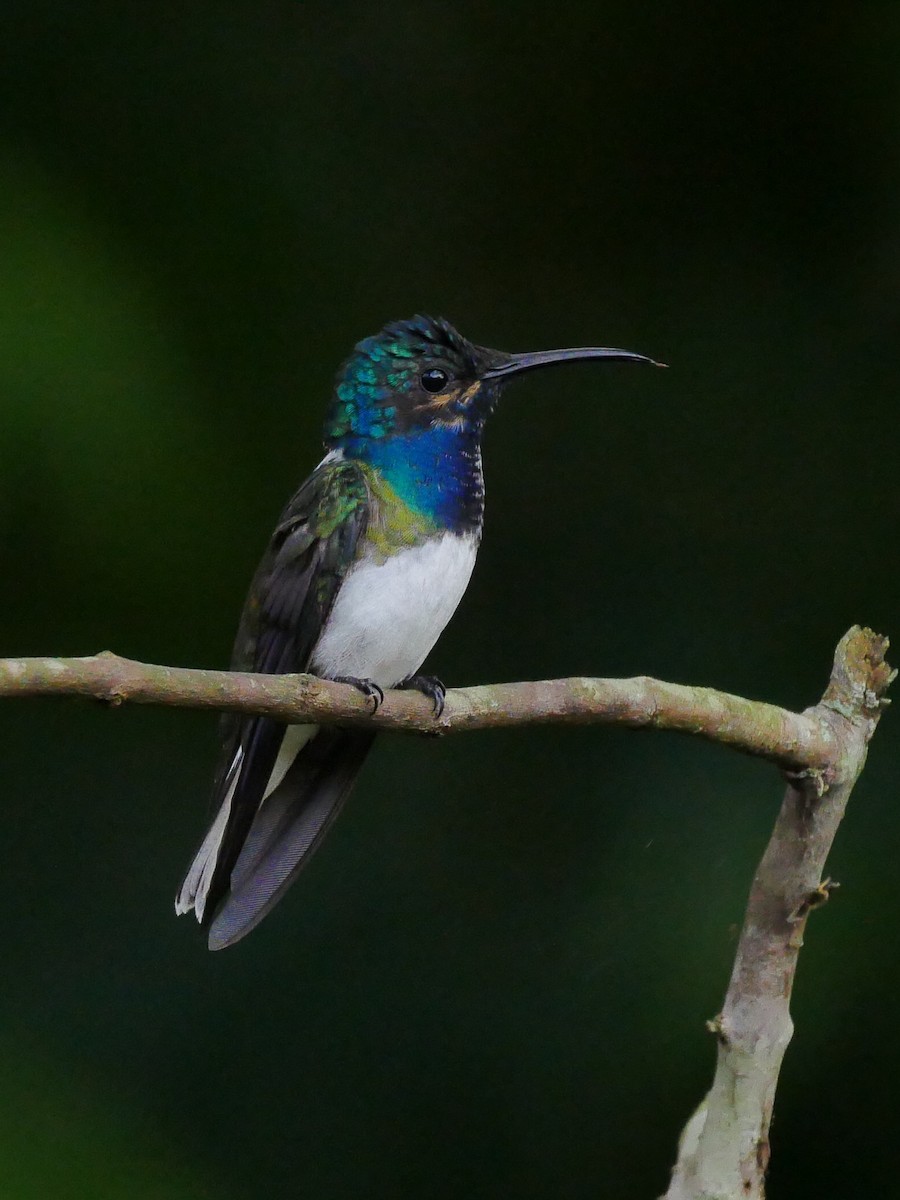 White-necked Jacobin - Chris Wills