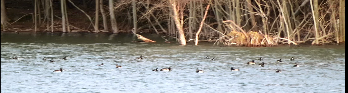 Ring-necked Duck - ML192595791