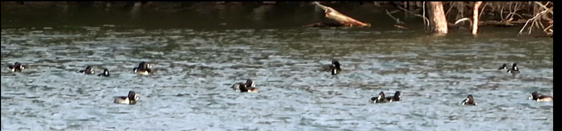 Ring-necked Duck - ML192595801