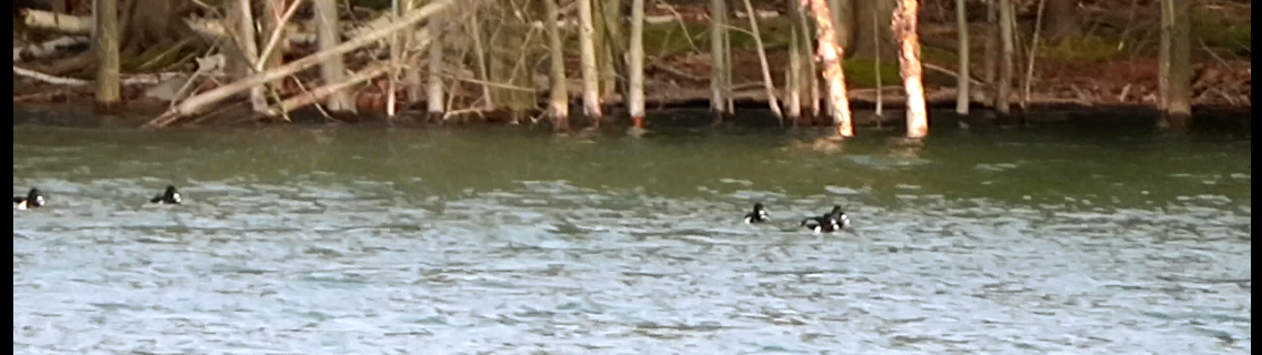 Ring-necked Duck - ML192595841