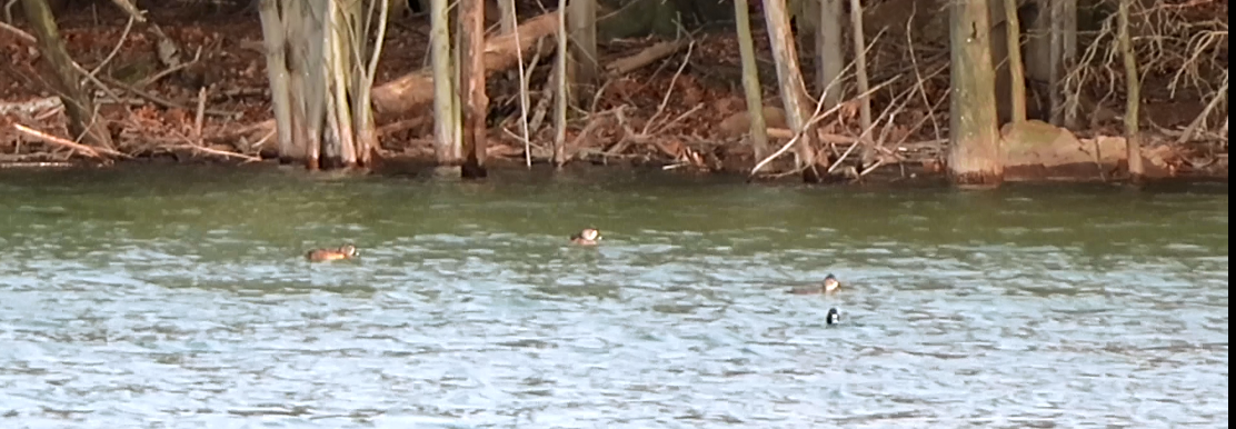 Ring-necked Duck - ML192595851