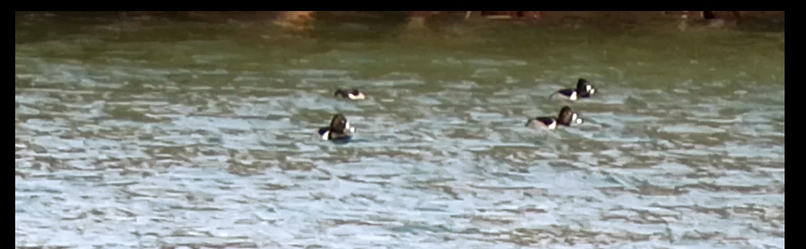 Ring-necked Duck - Valerie Knipping