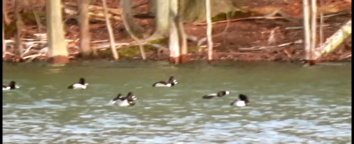 Ring-necked Duck - ML192595871