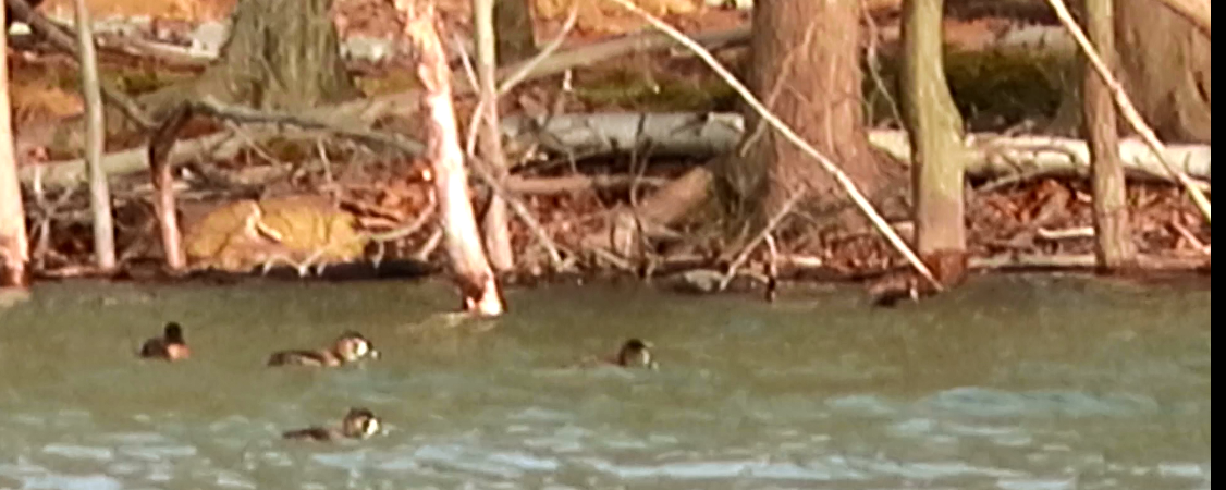 Ring-necked Duck - ML192595891