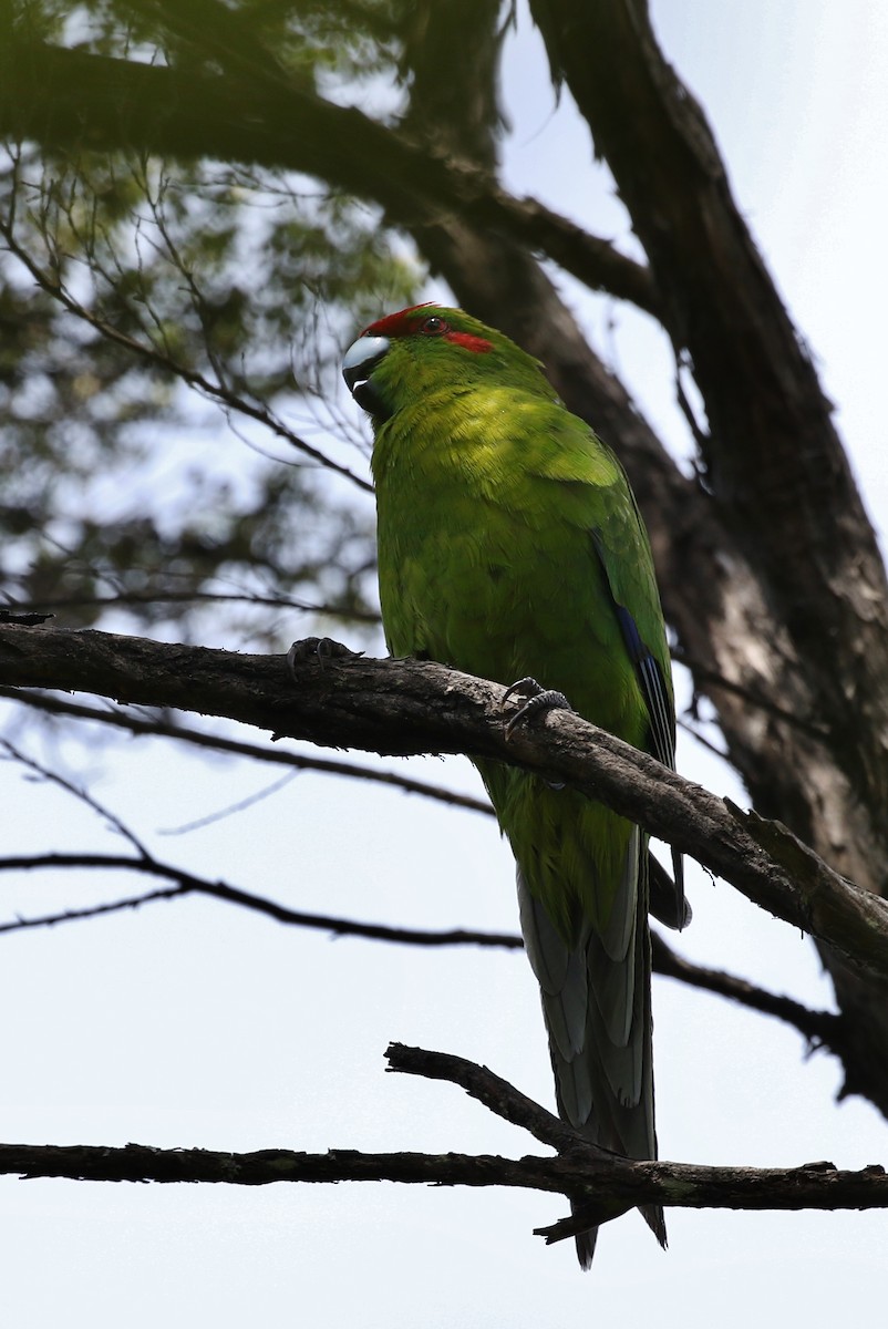 Red-crowned Parakeet - ML192598121