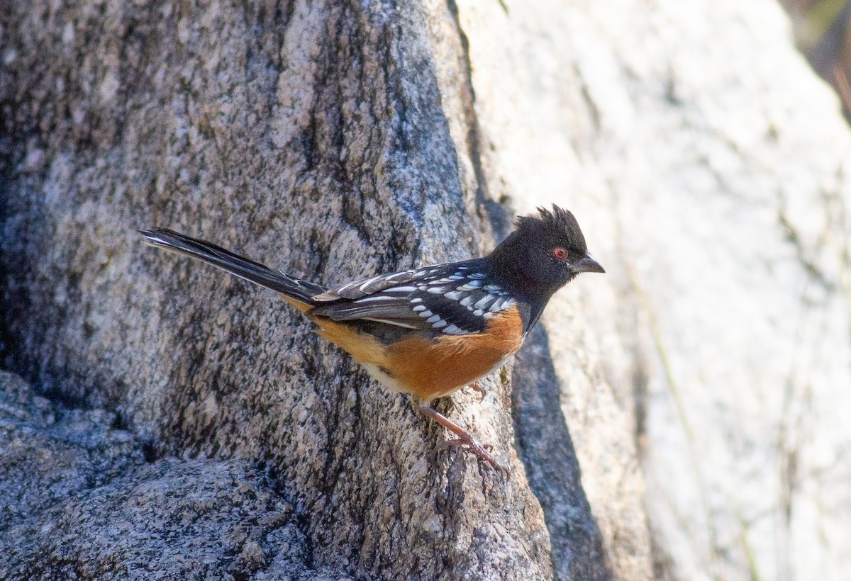 Spotted Towhee - ML192602051