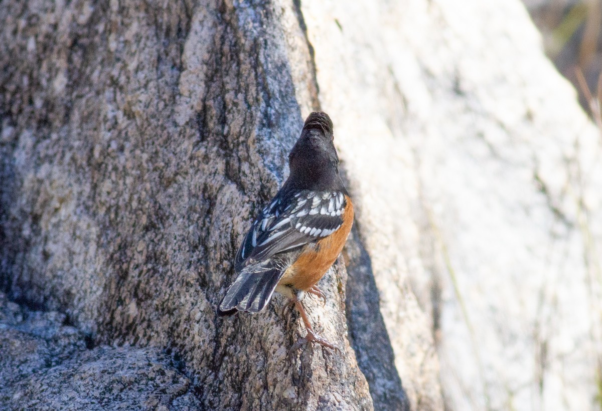 Spotted Towhee - Nick Pulcinella