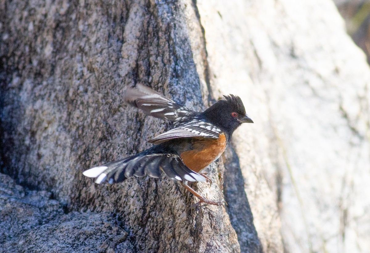 Spotted Towhee - ML192602071