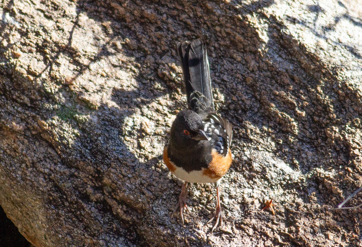 Spotted Towhee - ML192602081