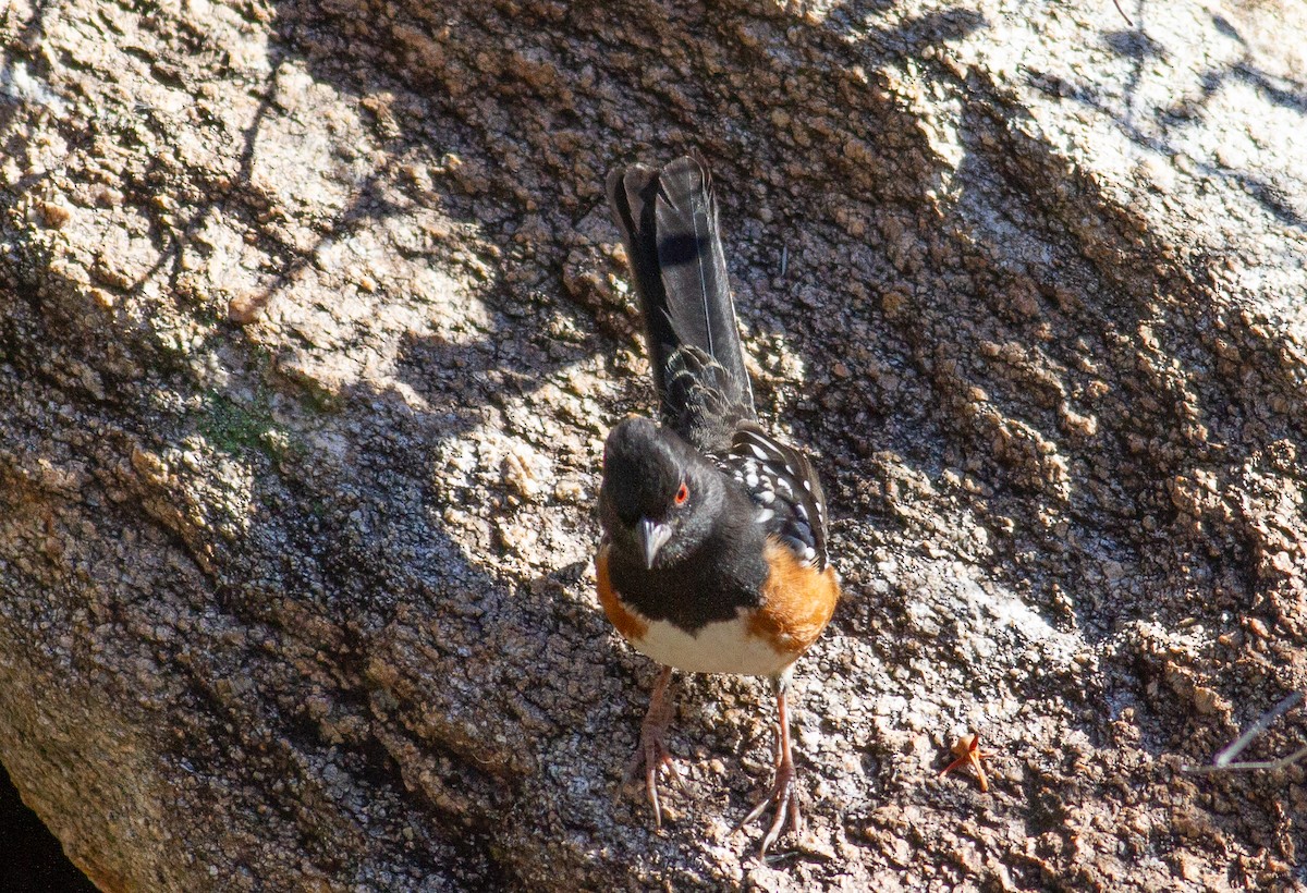Spotted Towhee - ML192602141