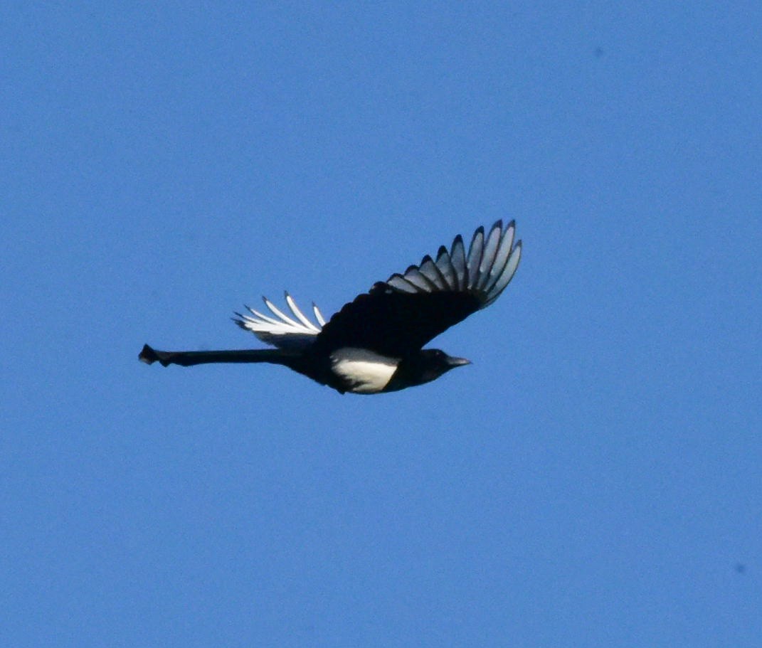 Oriental Magpie - brian waitkus