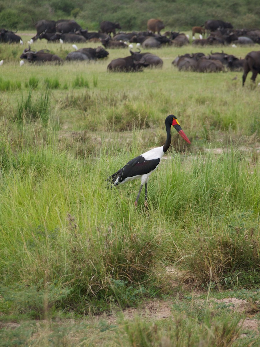 Saddle-billed Stork - ML192604121