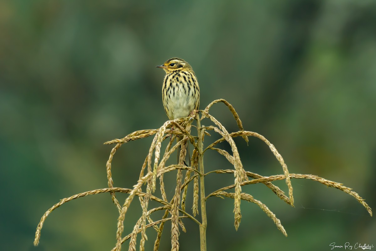 Pipit à dos olive - ML192604941