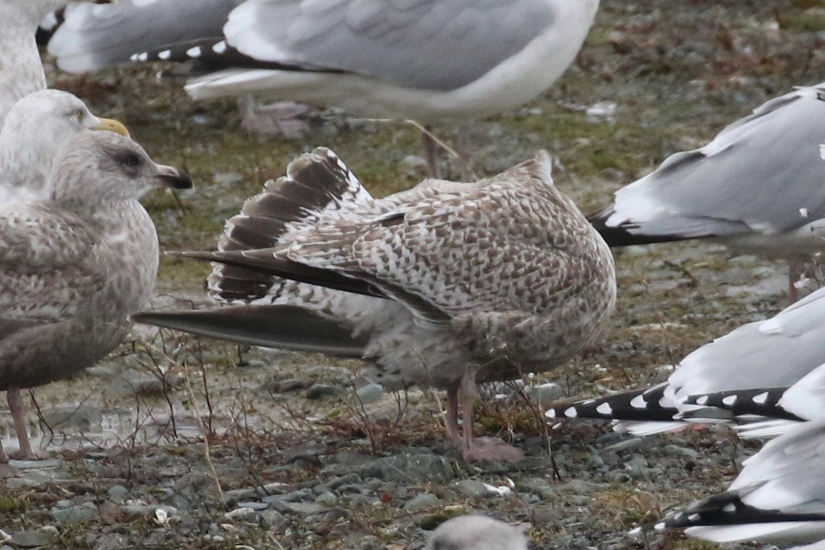 Herring Gull (European) - ML192605771