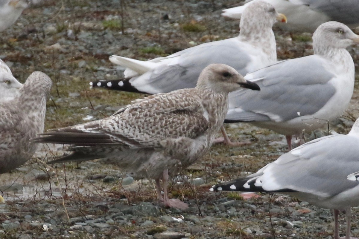 Herring Gull (European) - ML192605781