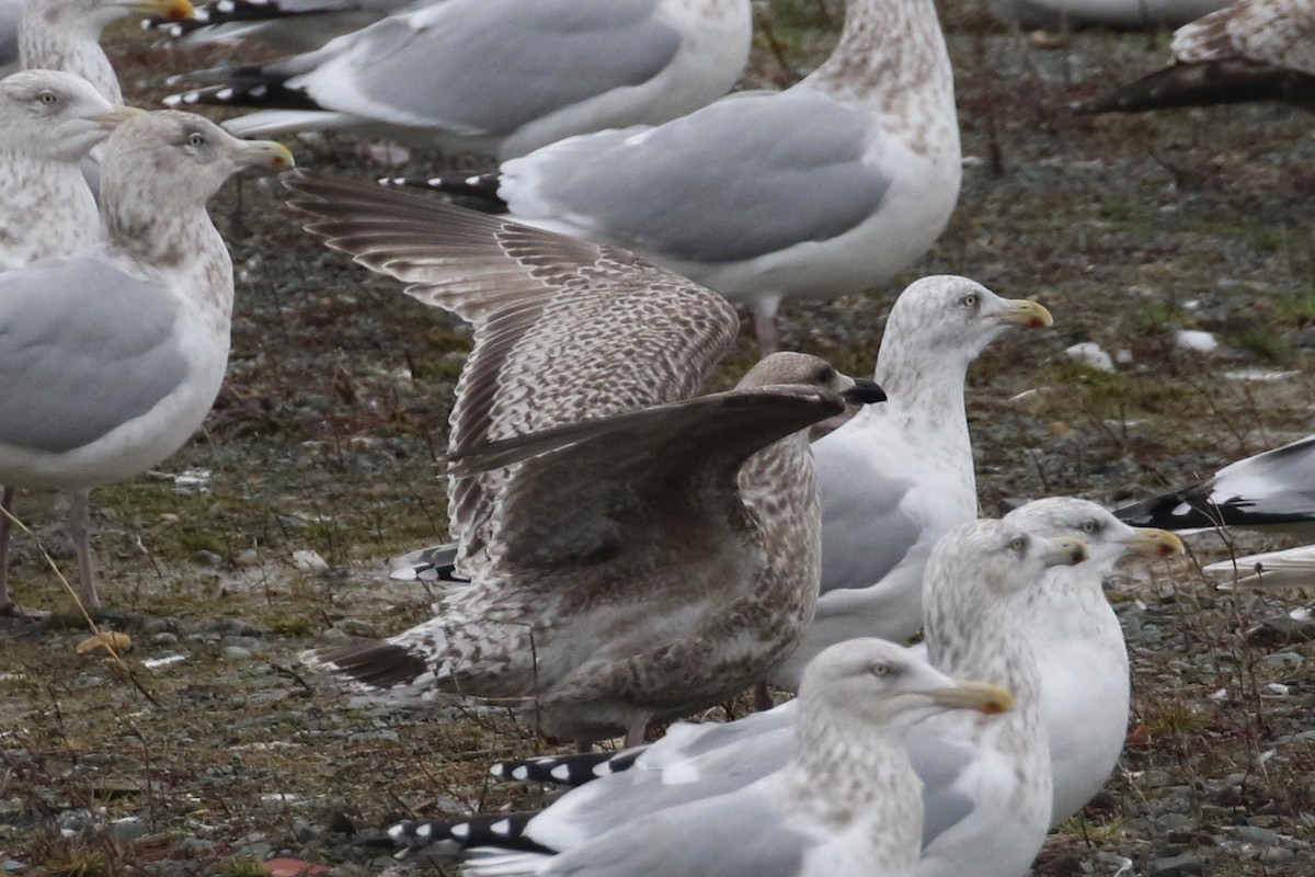 Herring Gull (European) - ML192605801