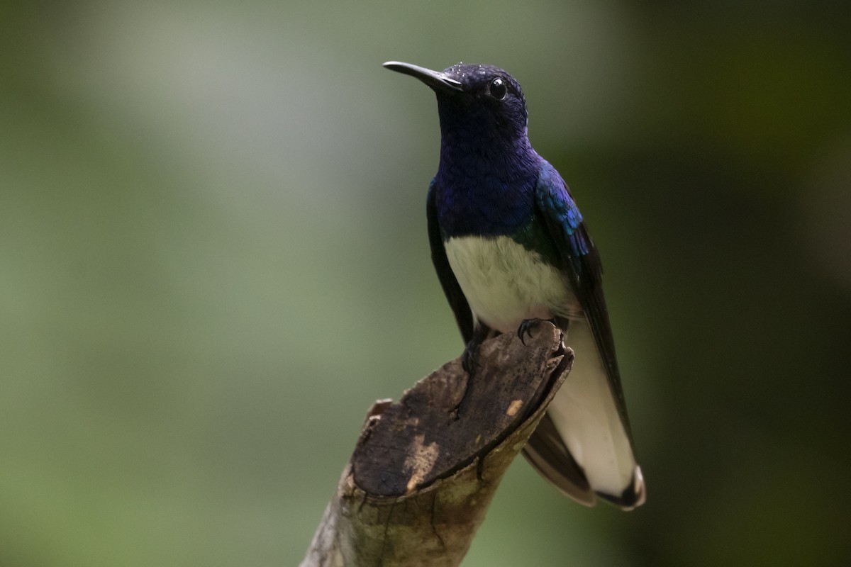 White-necked Jacobin - Marcelo Corella