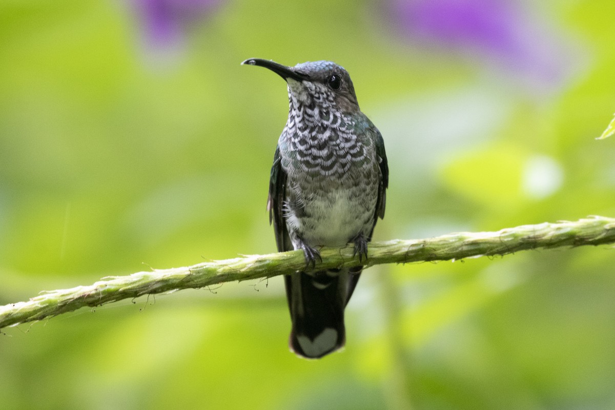 White-necked Jacobin - ML192606251