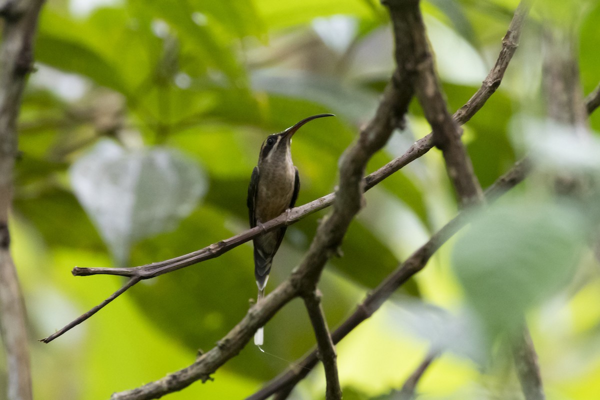 Great-billed Hermit - ML192606281