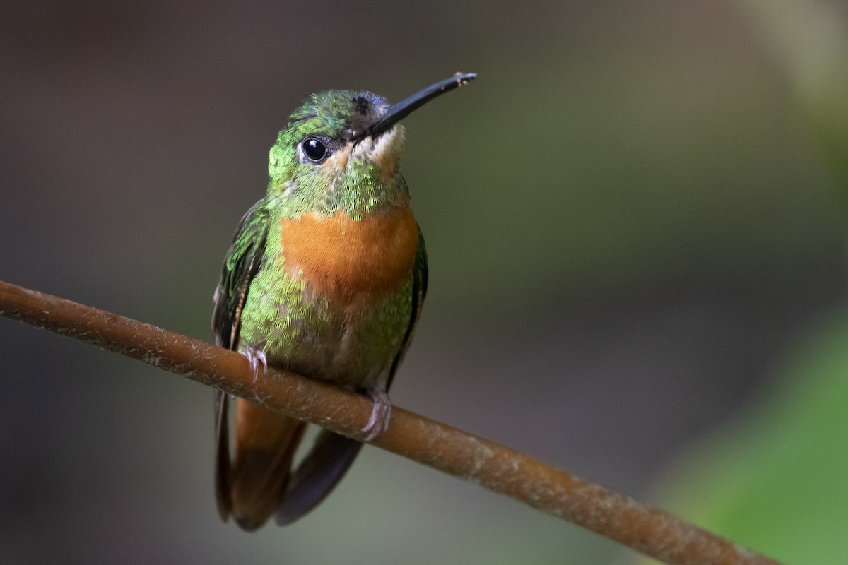 Gould's Jewelfront - Marcelo Corella