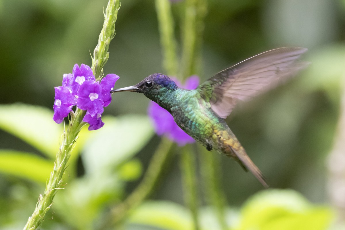 Golden-tailed Sapphire - Marcelo Corella