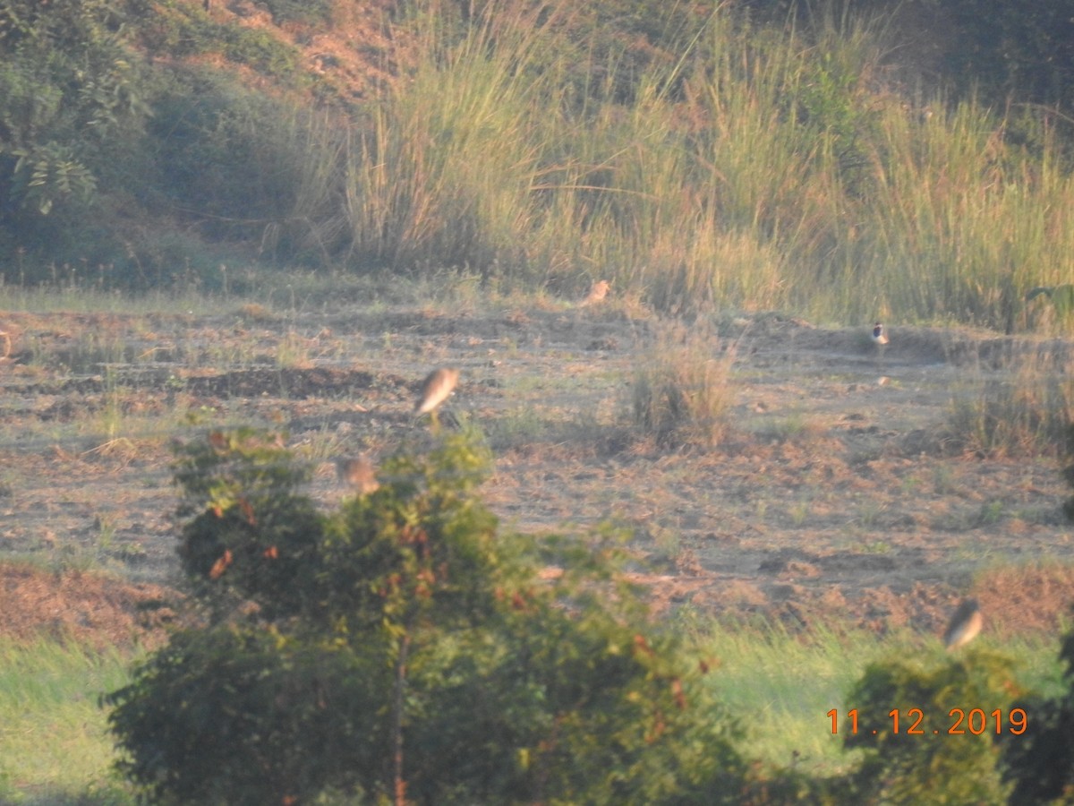 Indian Pond-Heron - ML192606581