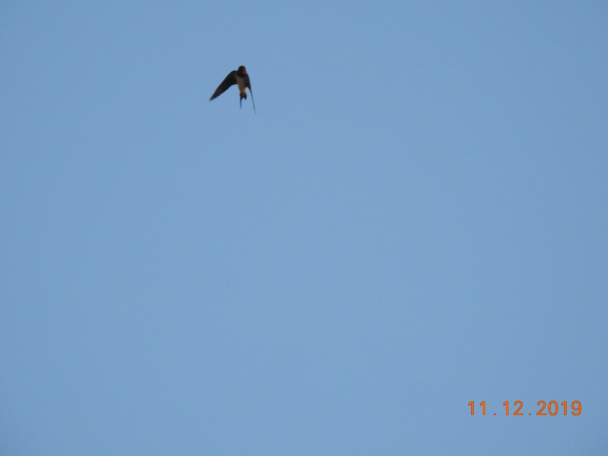 Barn Swallow - ML192606781