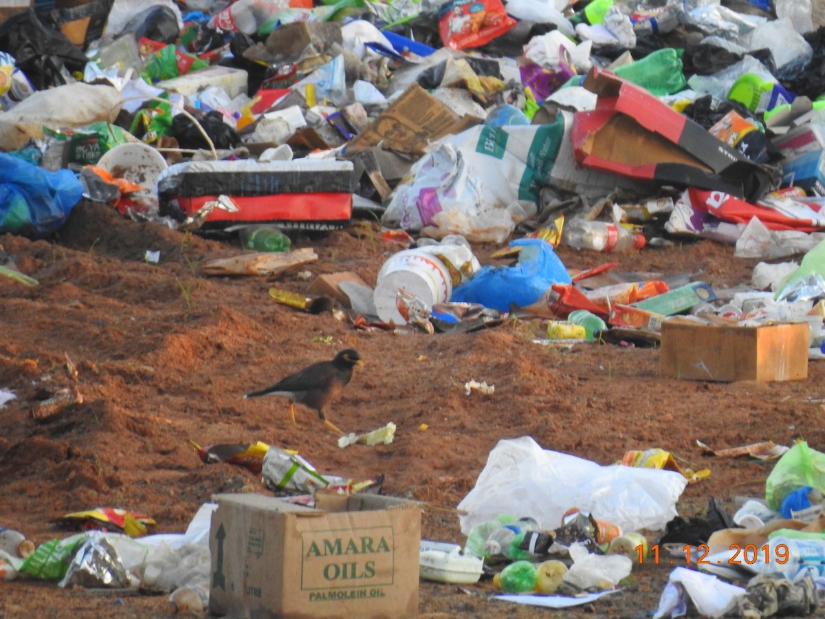 Common Myna - ML192606951