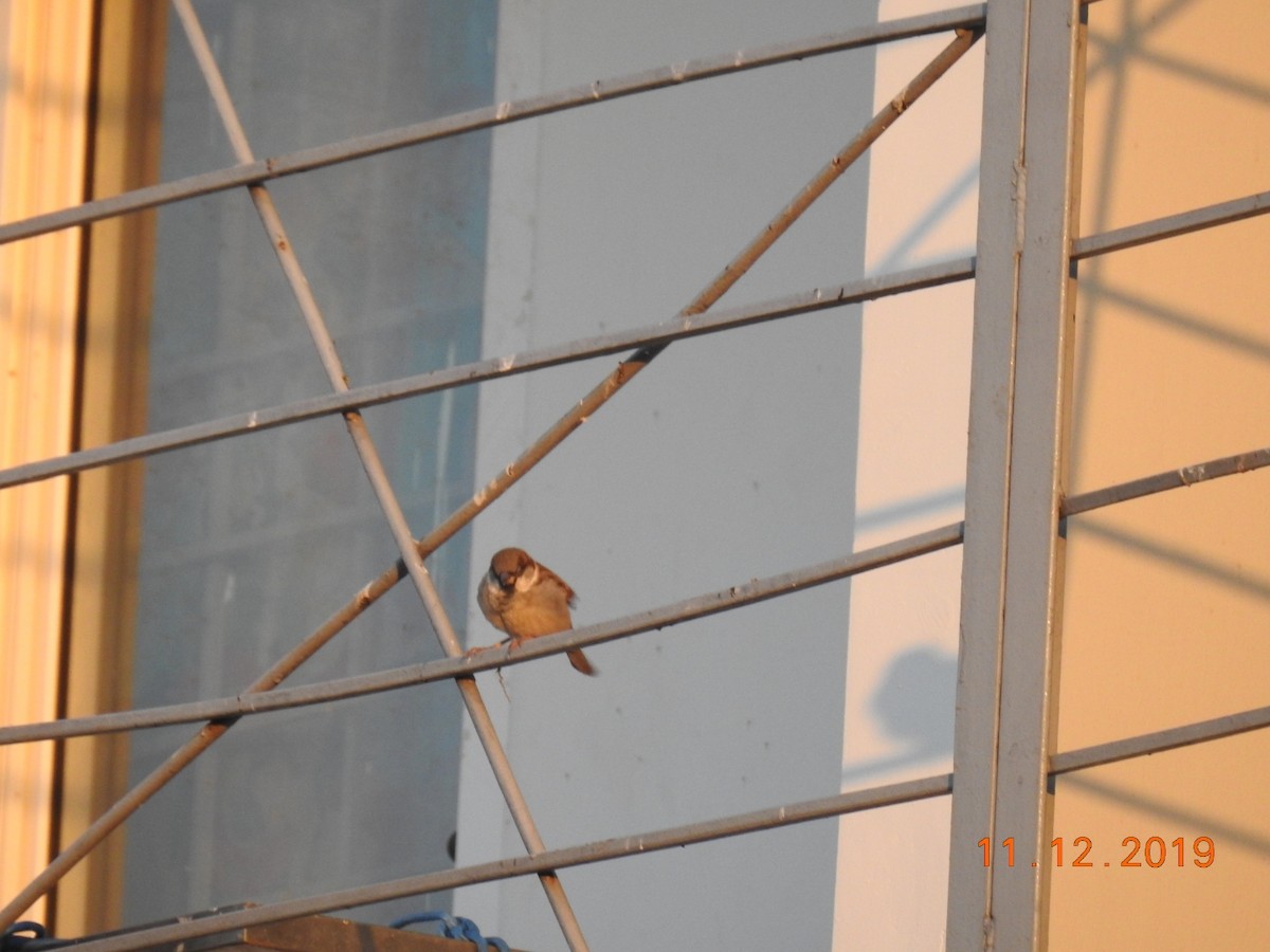 House Sparrow - ML192607011