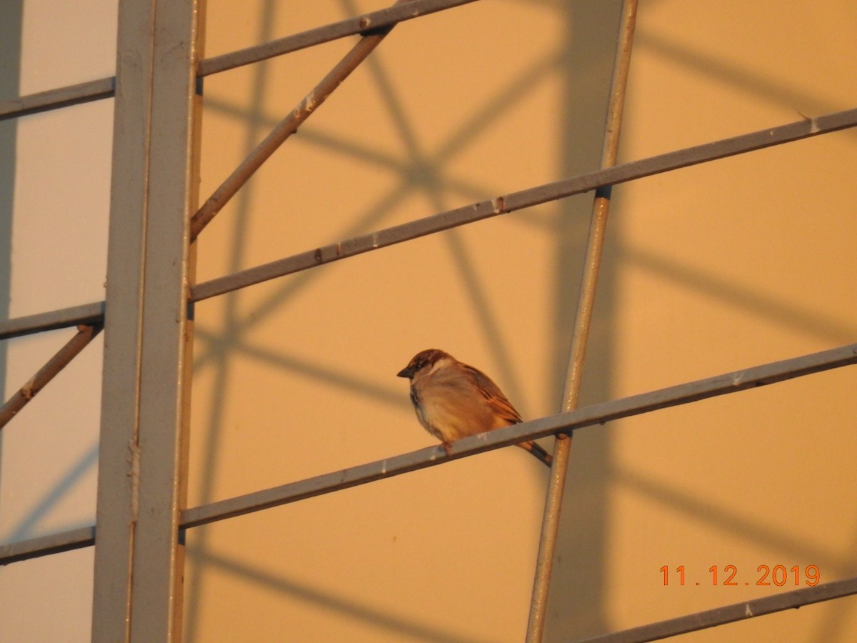 House Sparrow - ML192607031