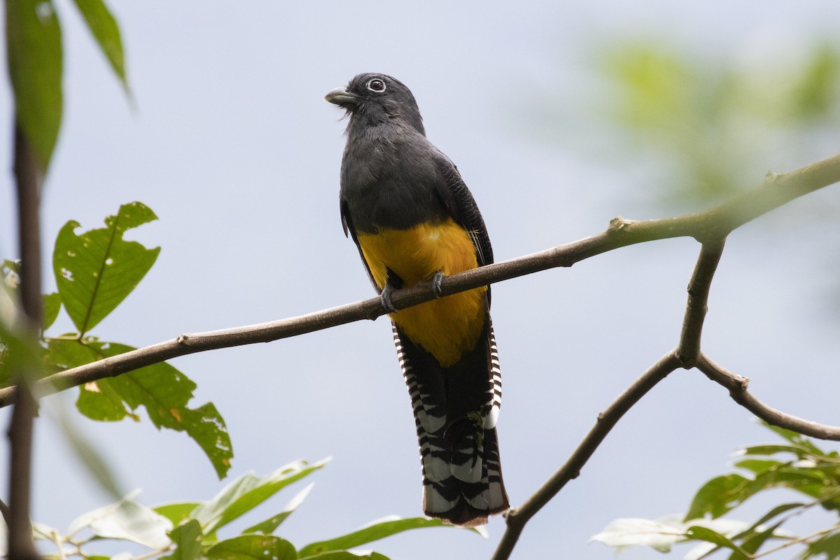 trogon zelenohřbetý - ML192607851