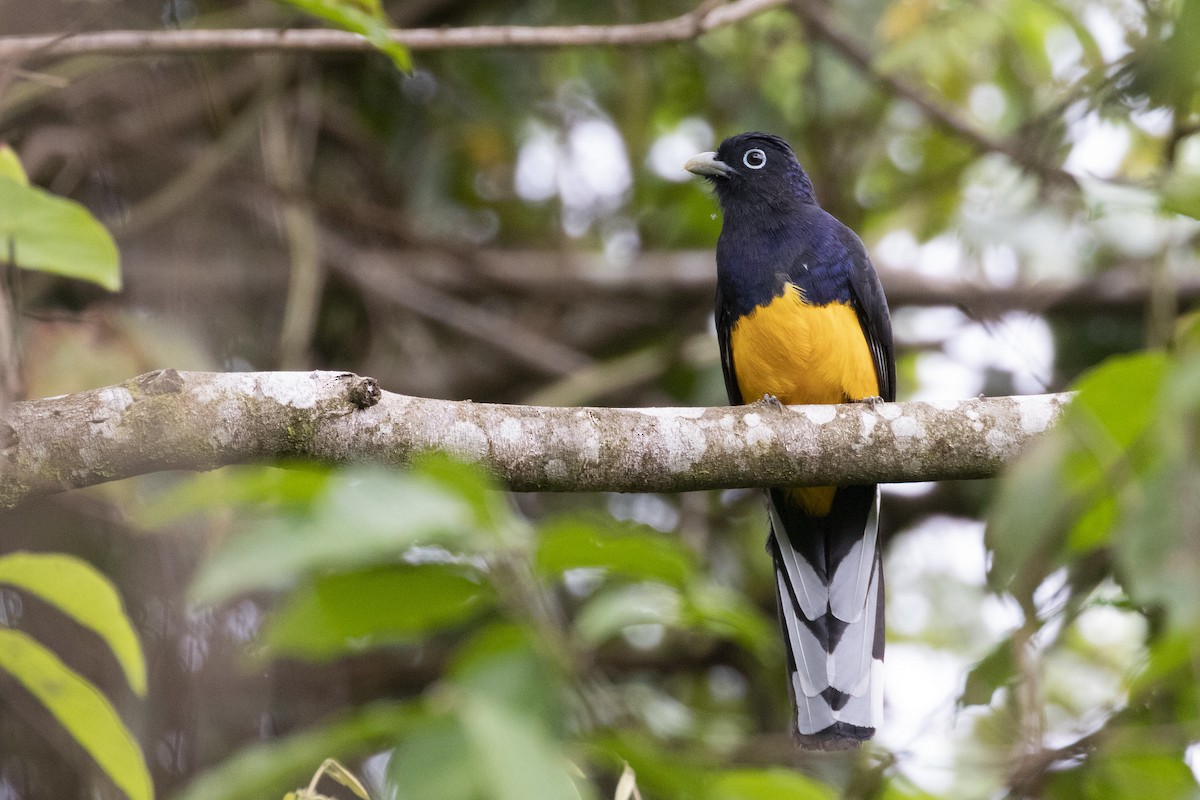 Green-backed Trogon - ML192607881