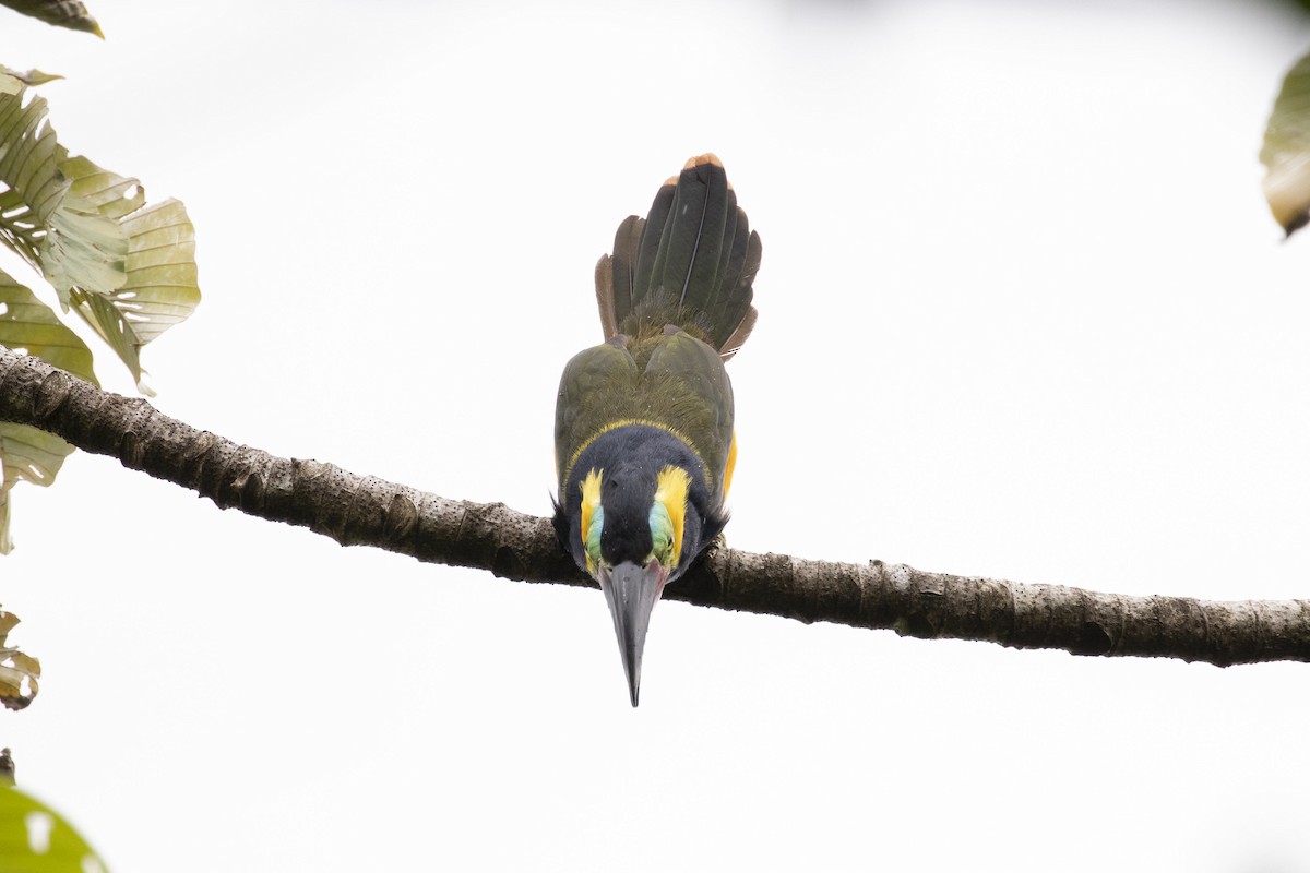 Golden-collared Toucanet - ML192608241