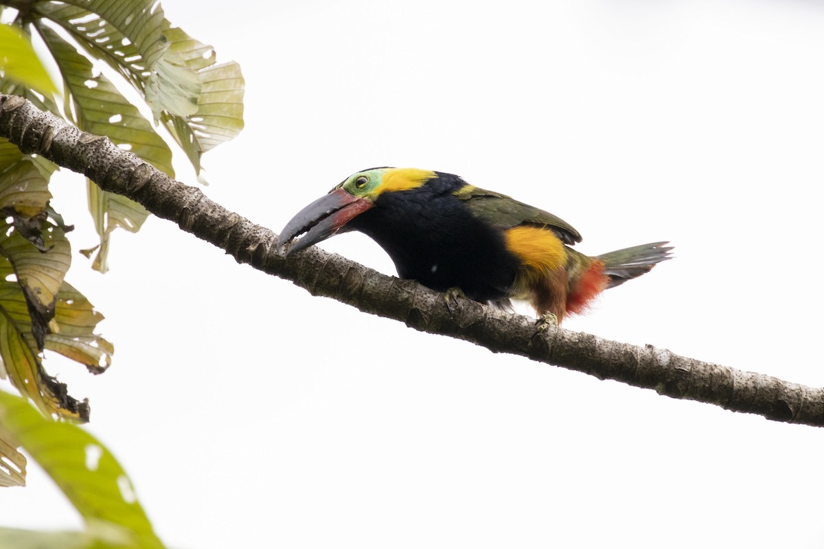 Golden-collared Toucanet - ML192608251