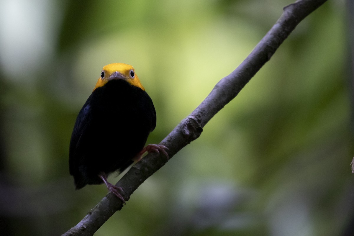 Golden-headed Manakin - ML192608281