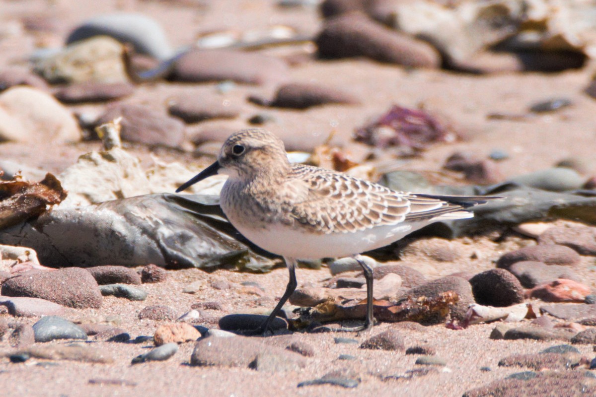 Baird's Sandpiper - ML192608561