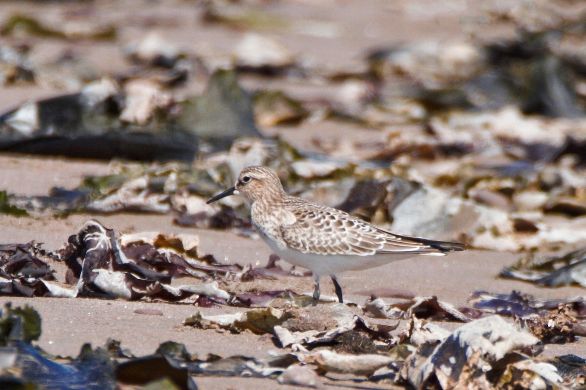 Baird's Sandpiper - ML192608611