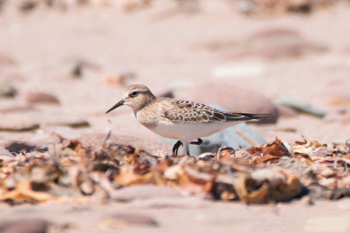 Baird's Sandpiper - ML192608641