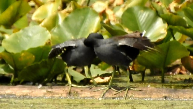 Common Gallinule - ML192608861