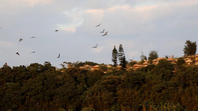 Black Kite (Black-eared) - ML192611921