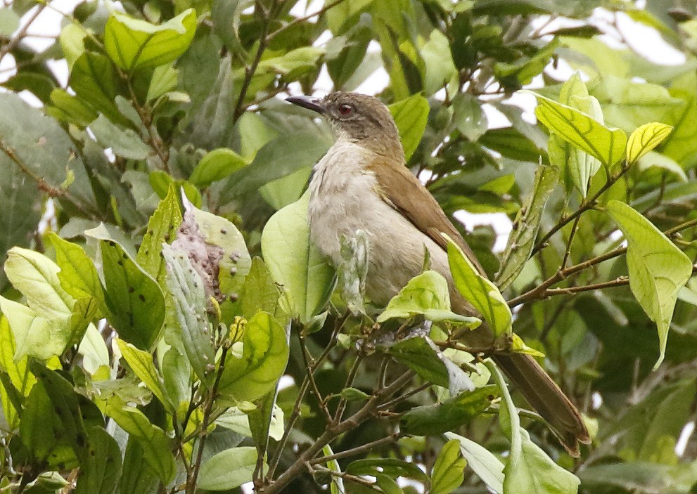 Slender-billed Greenbul - Dave Curtis