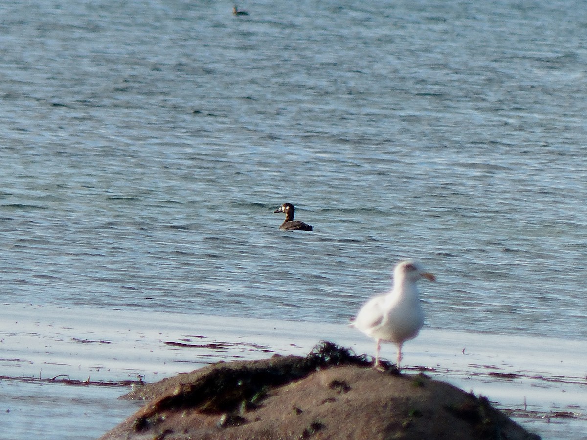 Surf Scoter - ML192614711