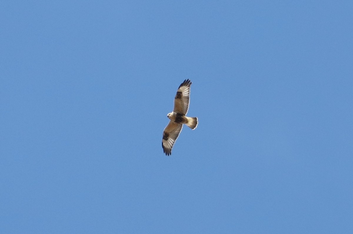 Rough-legged Hawk - Debra Rittelmann