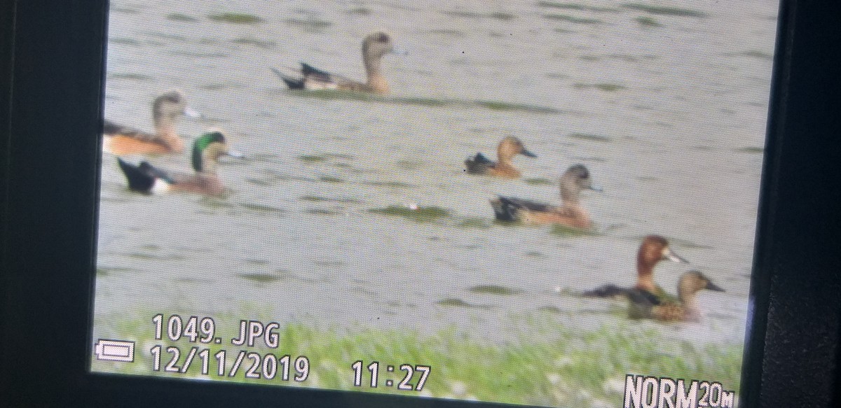 American Wigeon - Jorge L. Medina-Madrid    @avesdepaisajescafetaleros