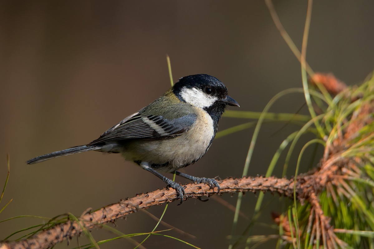 Japanese Tit (Japanese) - ML192619441