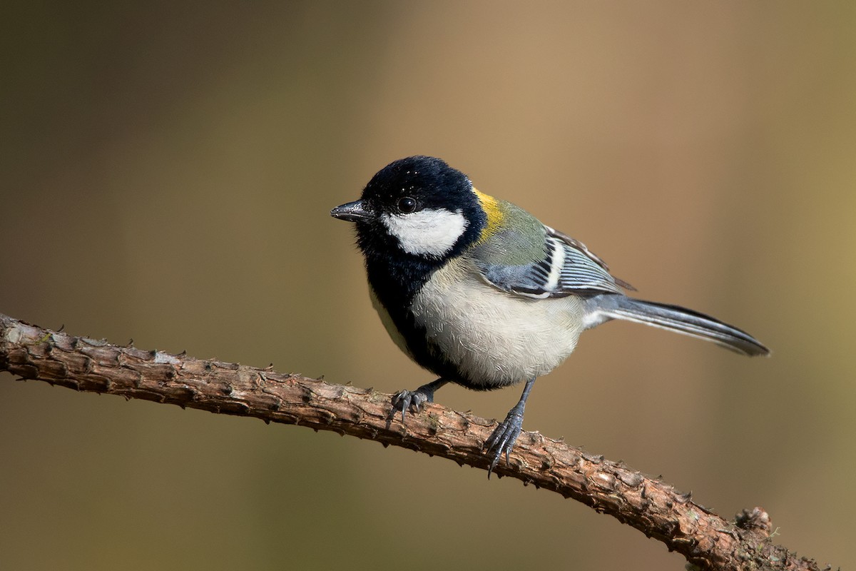 Japanese Tit (Japanese) - Ayuwat Jearwattanakanok