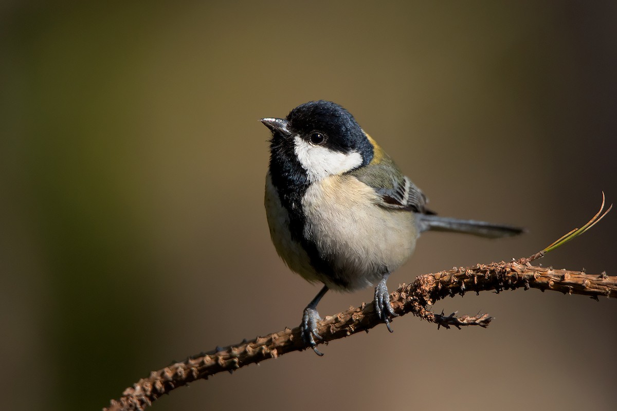 Japanese Tit (Japanese) - ML192619481