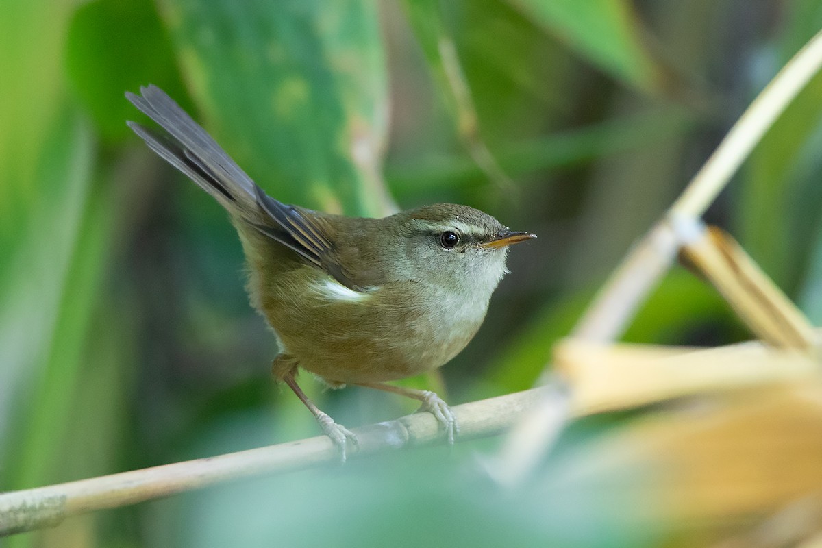 Aberrant Bush Warbler (Perplexing) - ML192619621