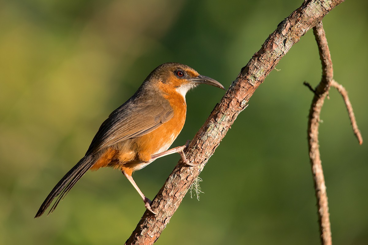 Rusty-cheeked Scimitar-Babbler - ML192619661